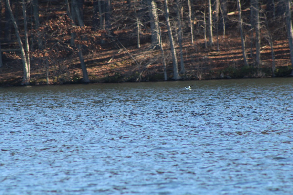 Bufflehead - ML619374435