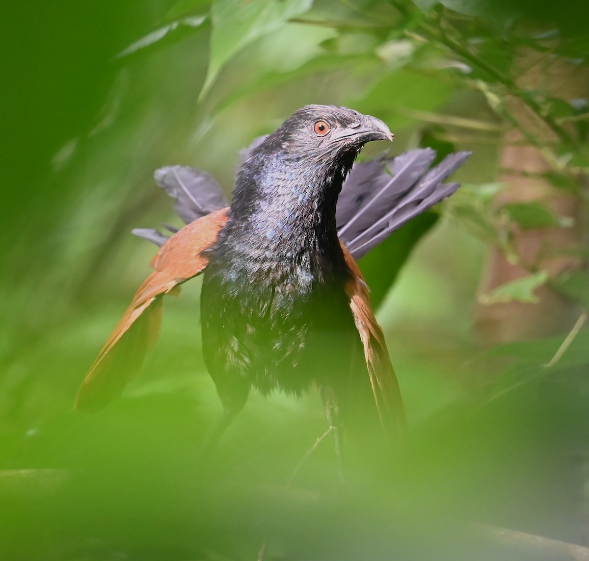 Greater Coucal - Jade Neo