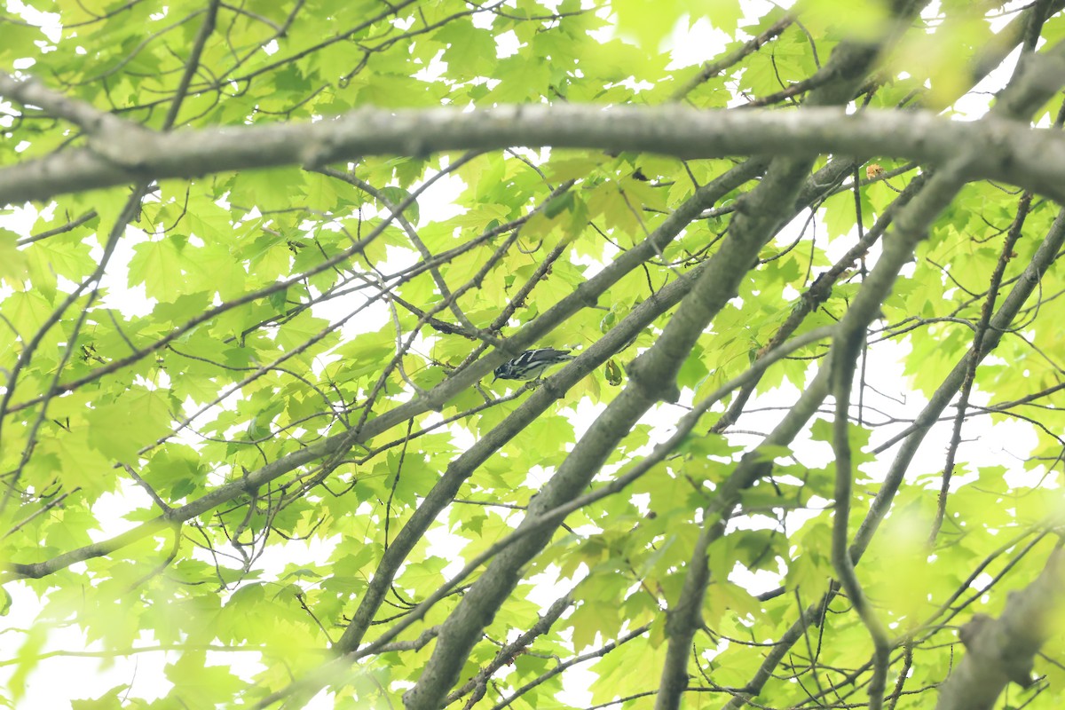 Black-and-white Warbler - Marie Provost