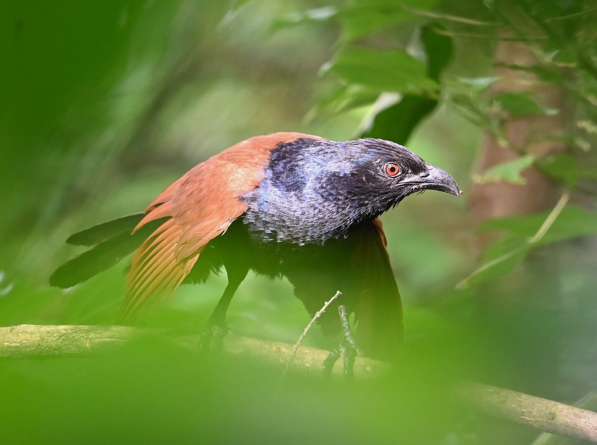 Greater Coucal - Jade Neo