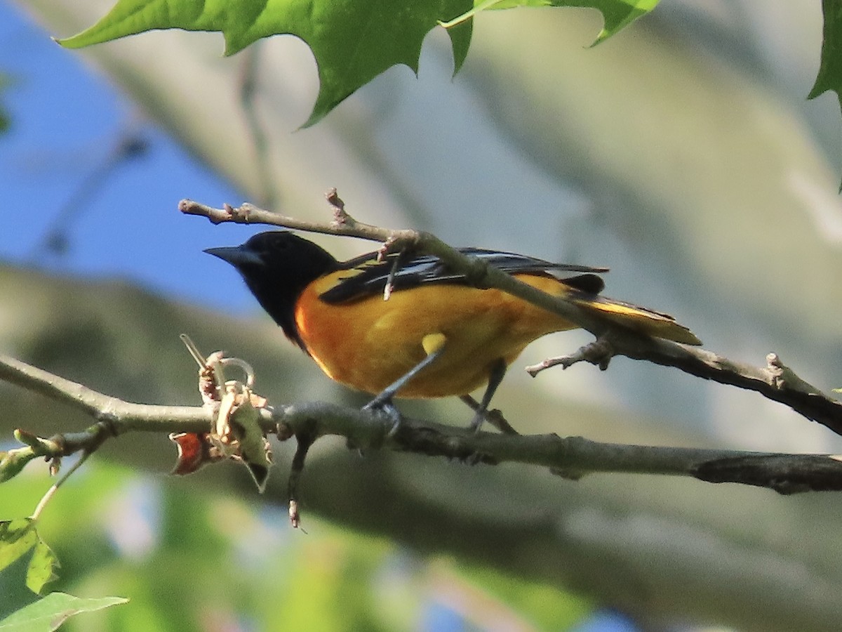 Baltimore Oriole - Tim Carney