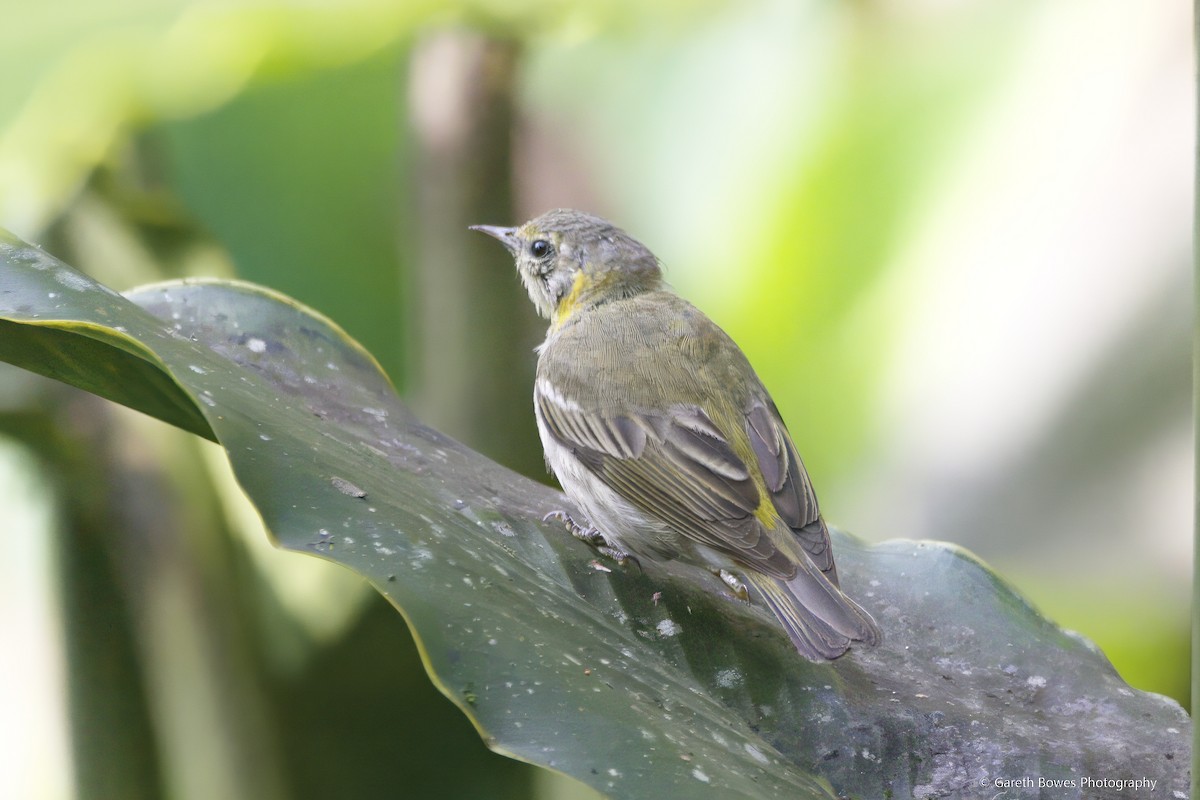 Cape May Warbler - Gareth Bowes