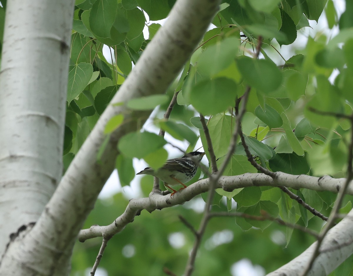 Blackpoll Warbler - Marie Provost