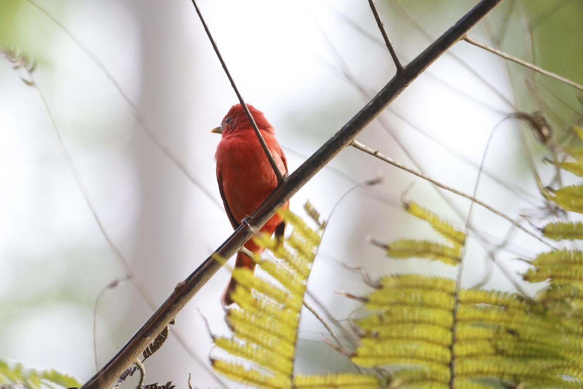 Summer Tanager - Gareth Bowes