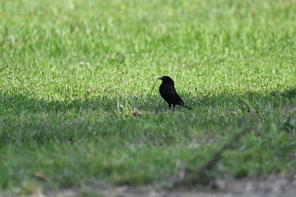 Bronzed Cowbird - Doug Fishman