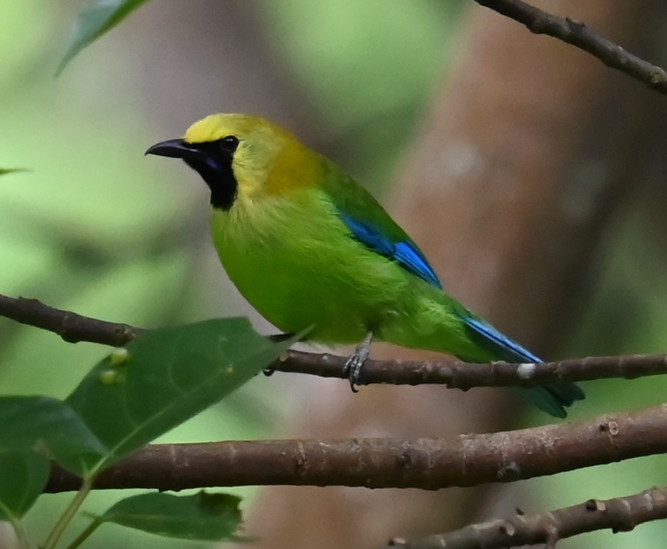 Blue-winged Leafbird - Jade Neo
