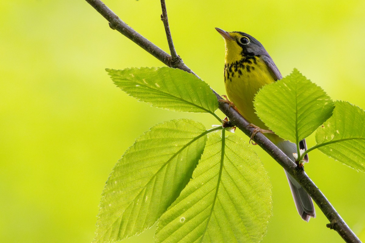 Canada Warbler - ML619374520