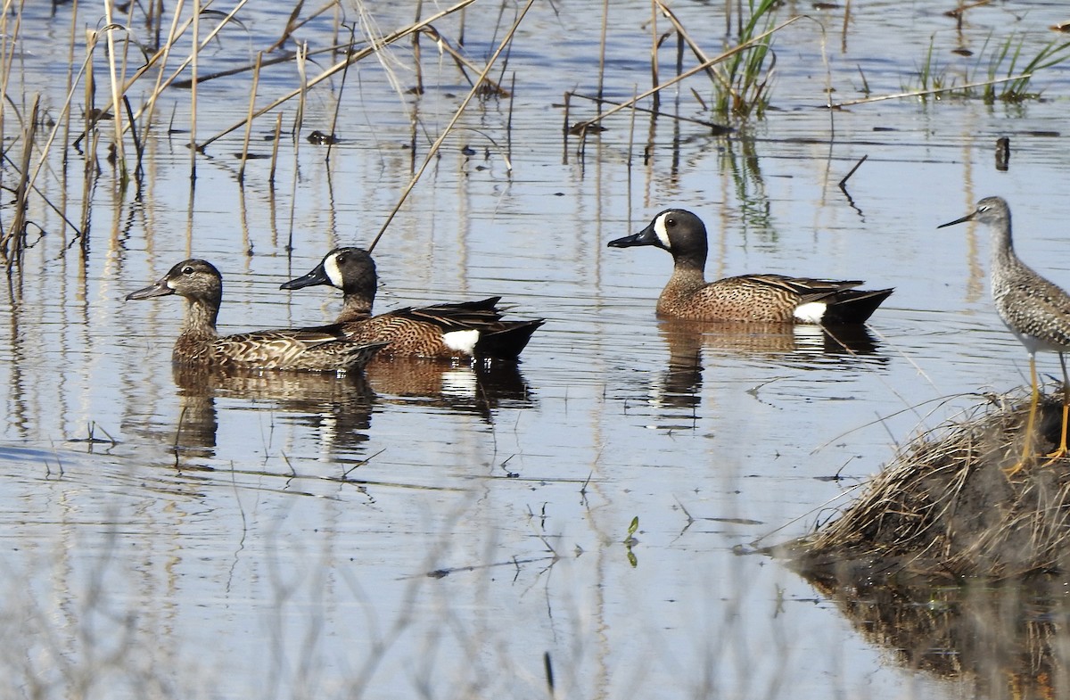 Lesser/Greater Yellowlegs - ML619374521