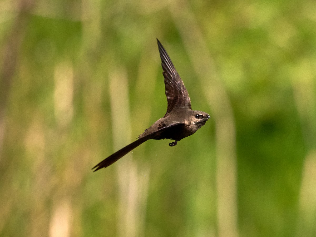 Chimney Swift - ML619374539