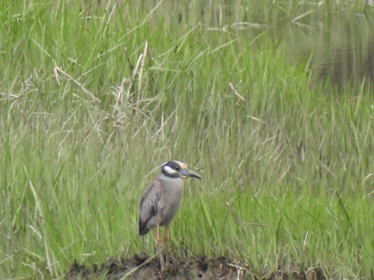 Yellow-crowned Night Heron - Jeff&Jenn Joffray