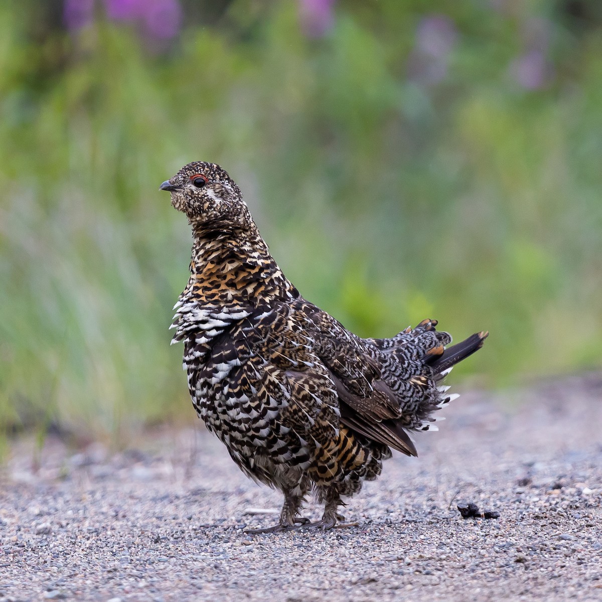 Spruce Grouse - Samuel Lagacé