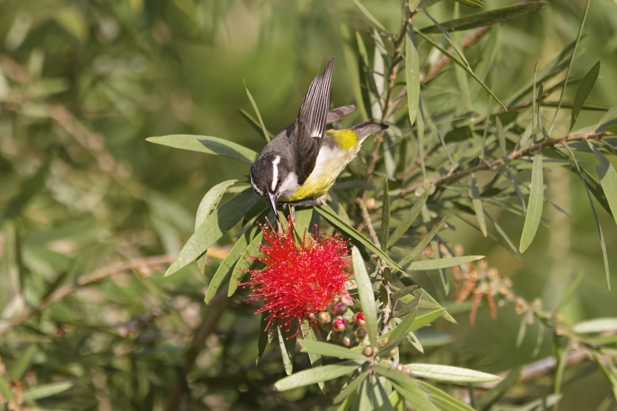 Bananaquit - Gareth Bowes