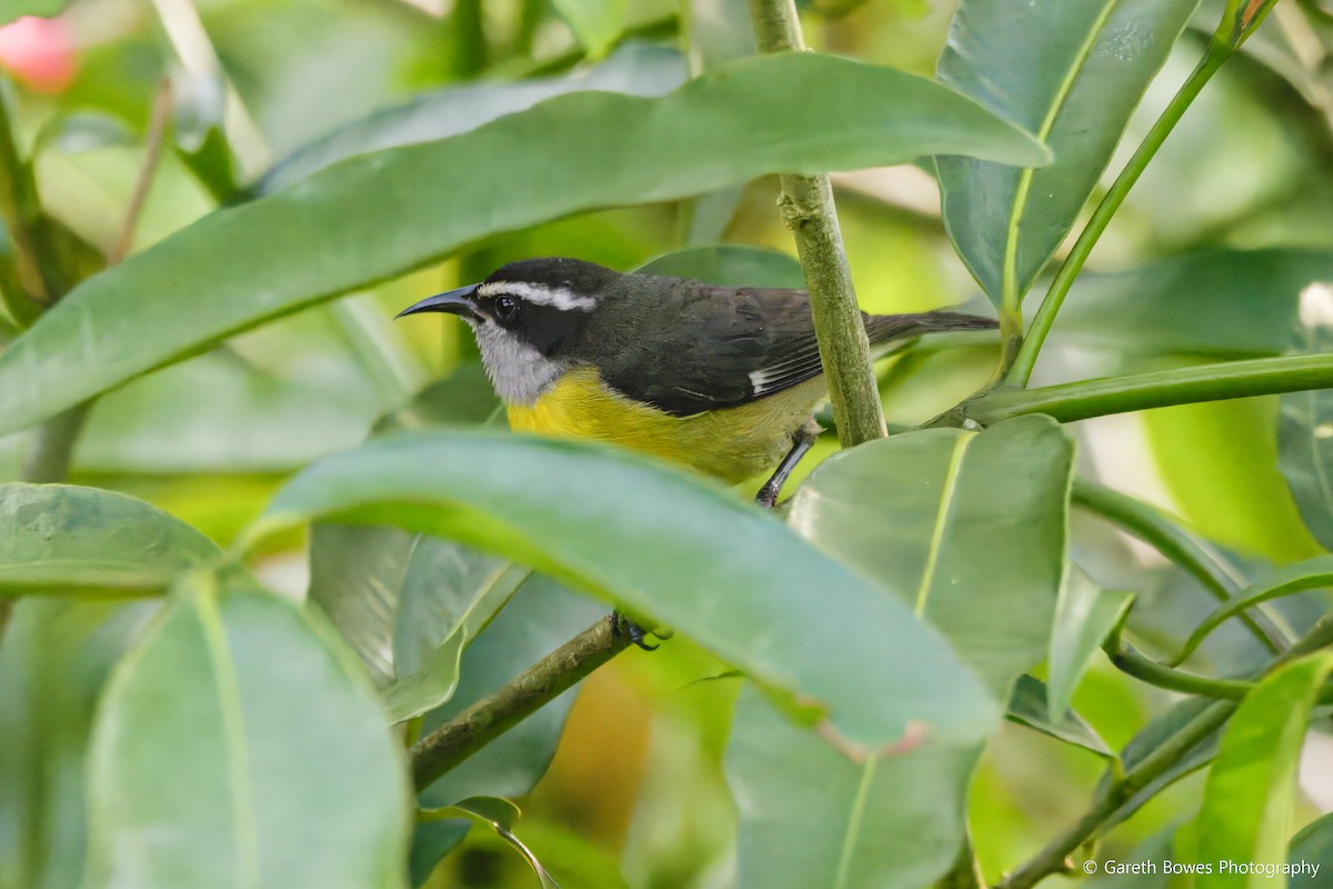 Bananaquit - Gareth Bowes