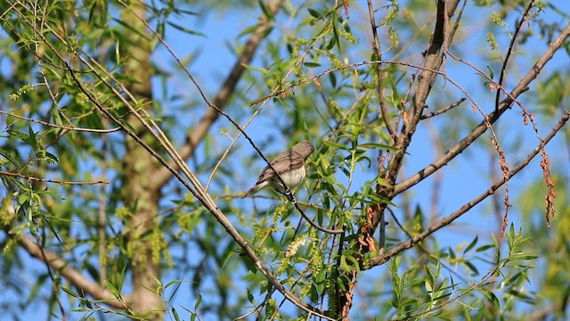 Warbling Vireo (Eastern) - ML619374586