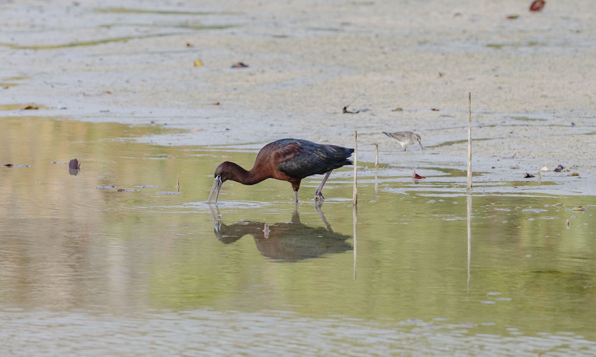 Glossy Ibis - Rolando Tomas Pasos Pérez