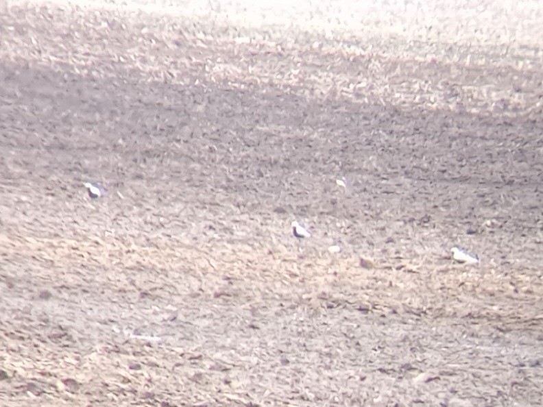 Black-bellied Plover - Cicero Stewart