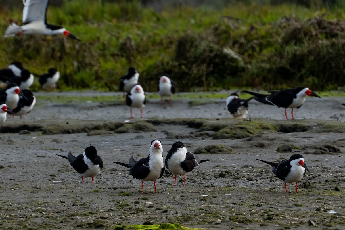 Black Skimmer - Andrea C