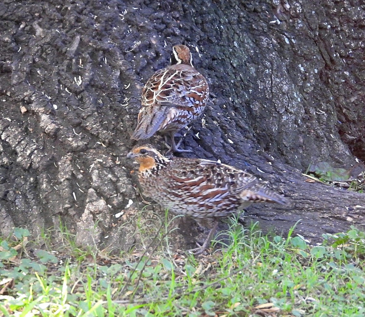 Northern Bobwhite - Cheryl Huner