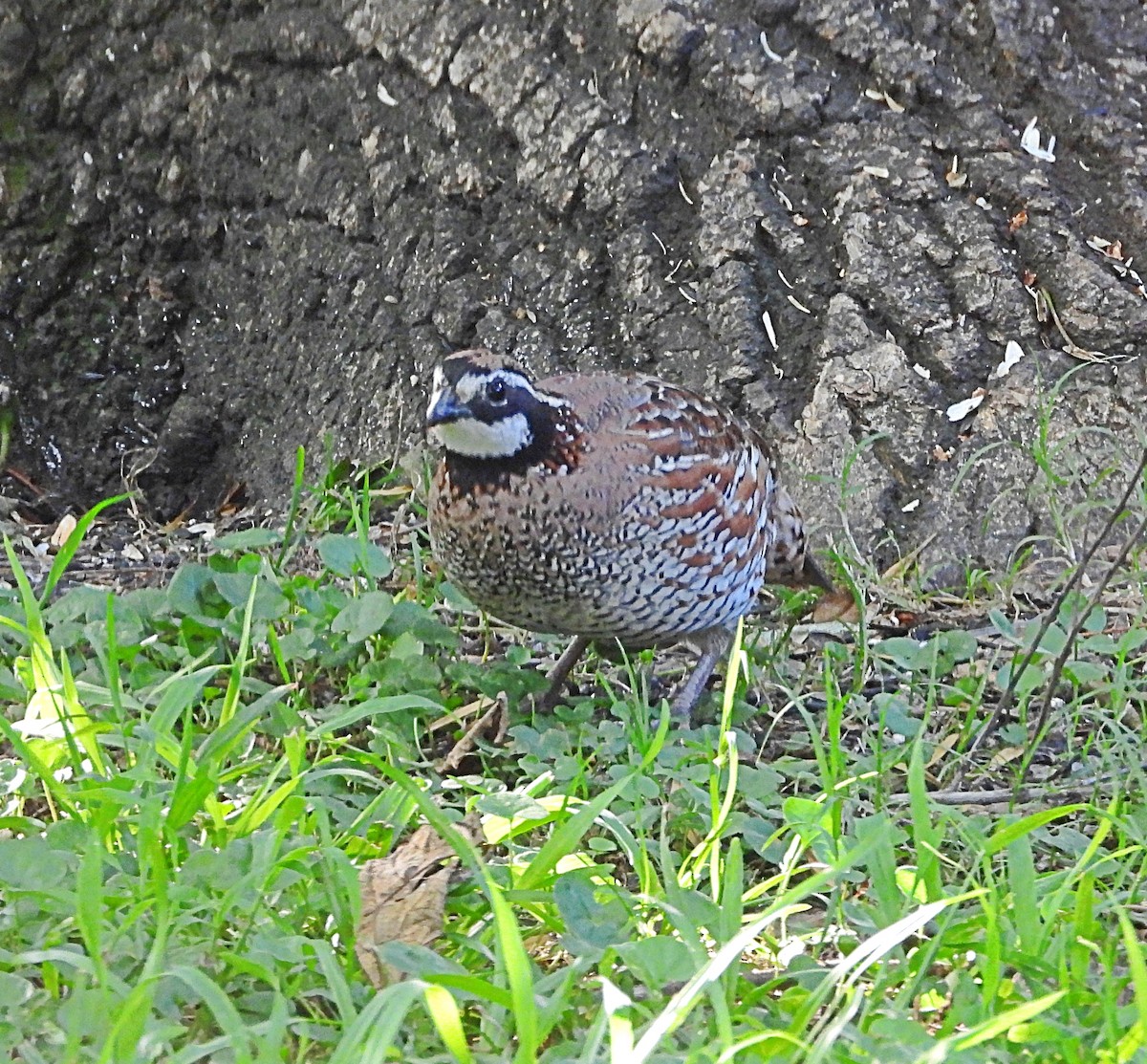 Northern Bobwhite - Cheryl Huner