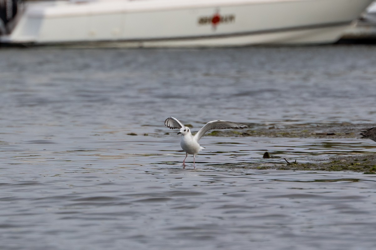 Bonaparte's Gull - Andrea C