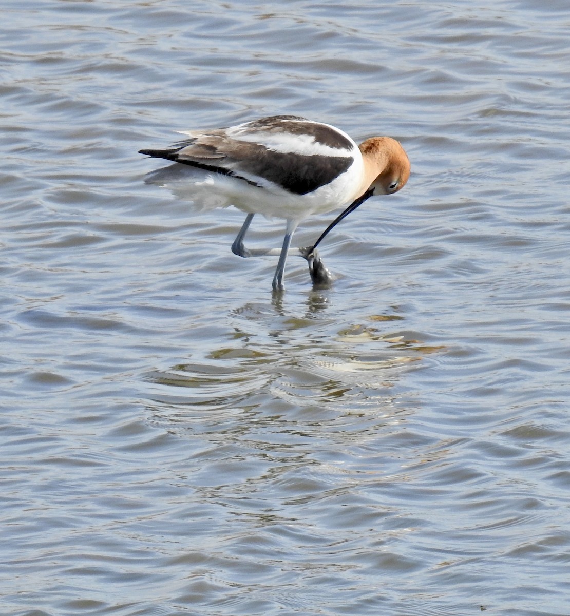 Avoceta Americana - ML619374667