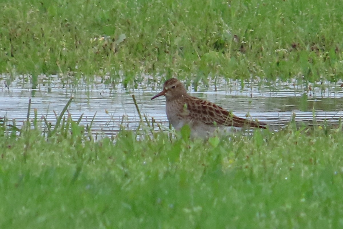 Pectoral Sandpiper - ML619374679