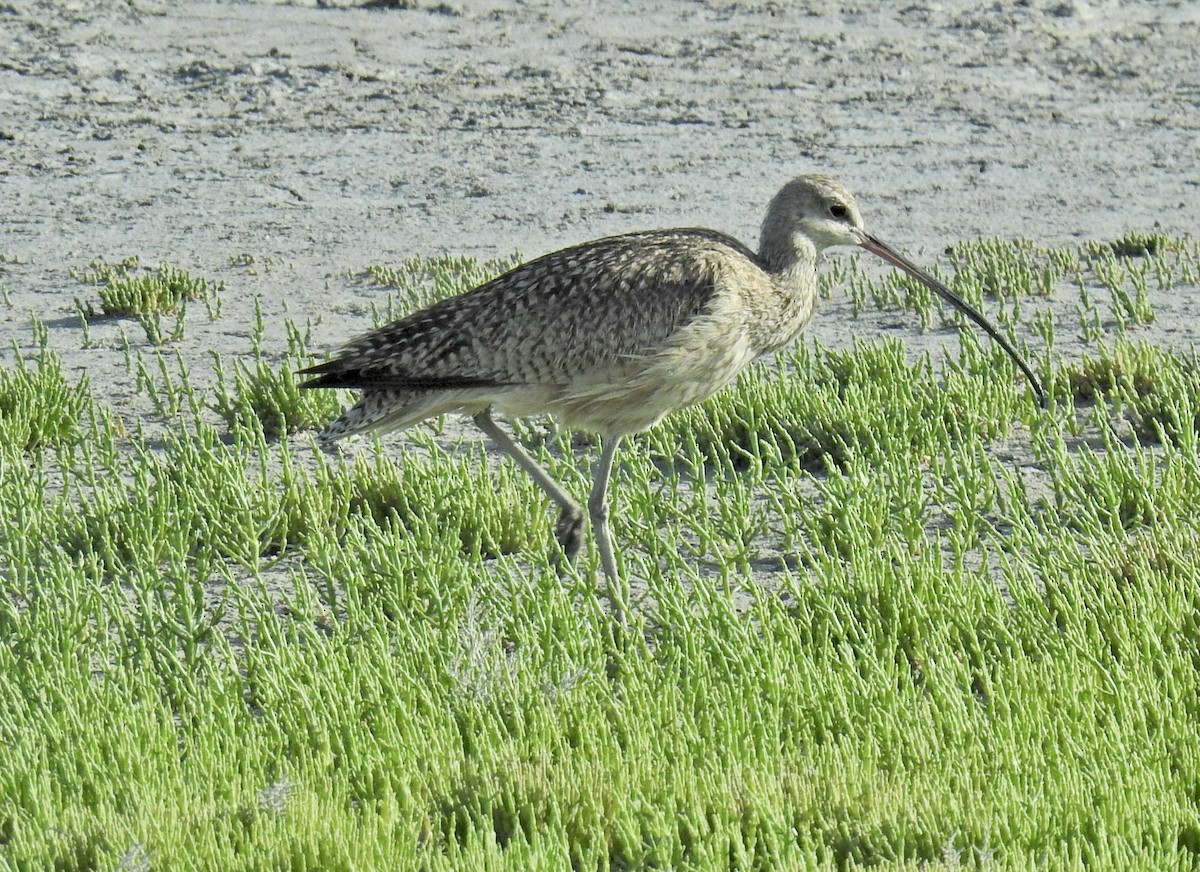 Long-billed Curlew - ML619374680