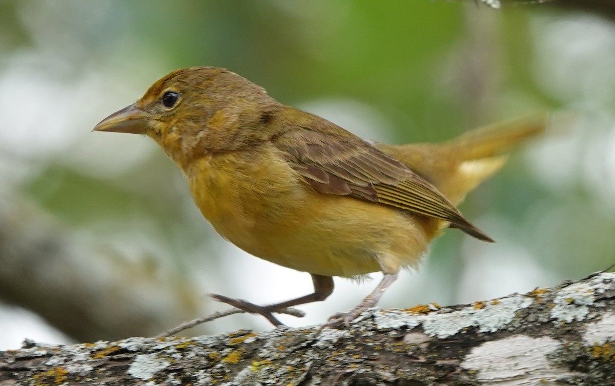 Summer Tanager - BettySue Dunn