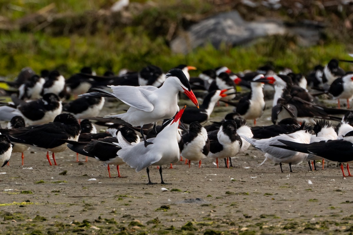 Caspian Tern - Andrea C