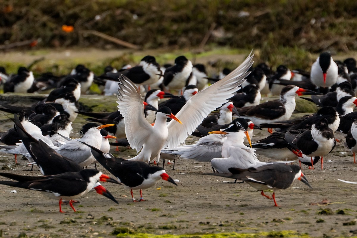 Elegant Tern - Andrea C