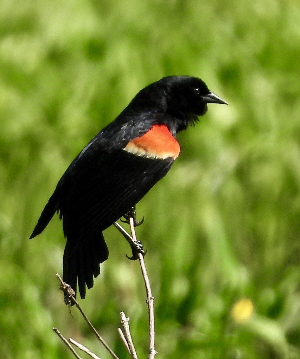 Red-winged Blackbird - ML619374711