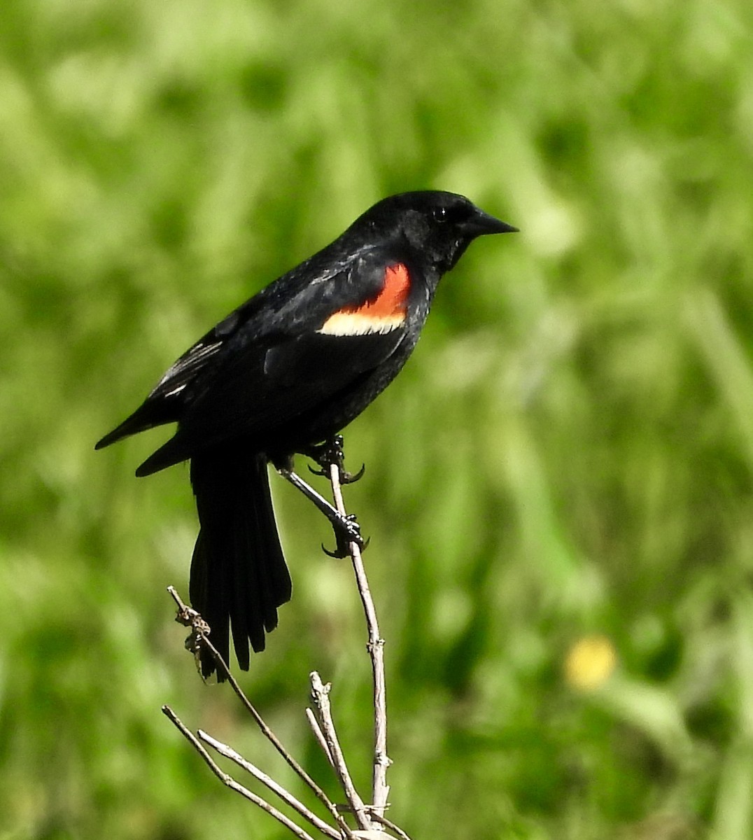 Red-winged Blackbird - ML619374712