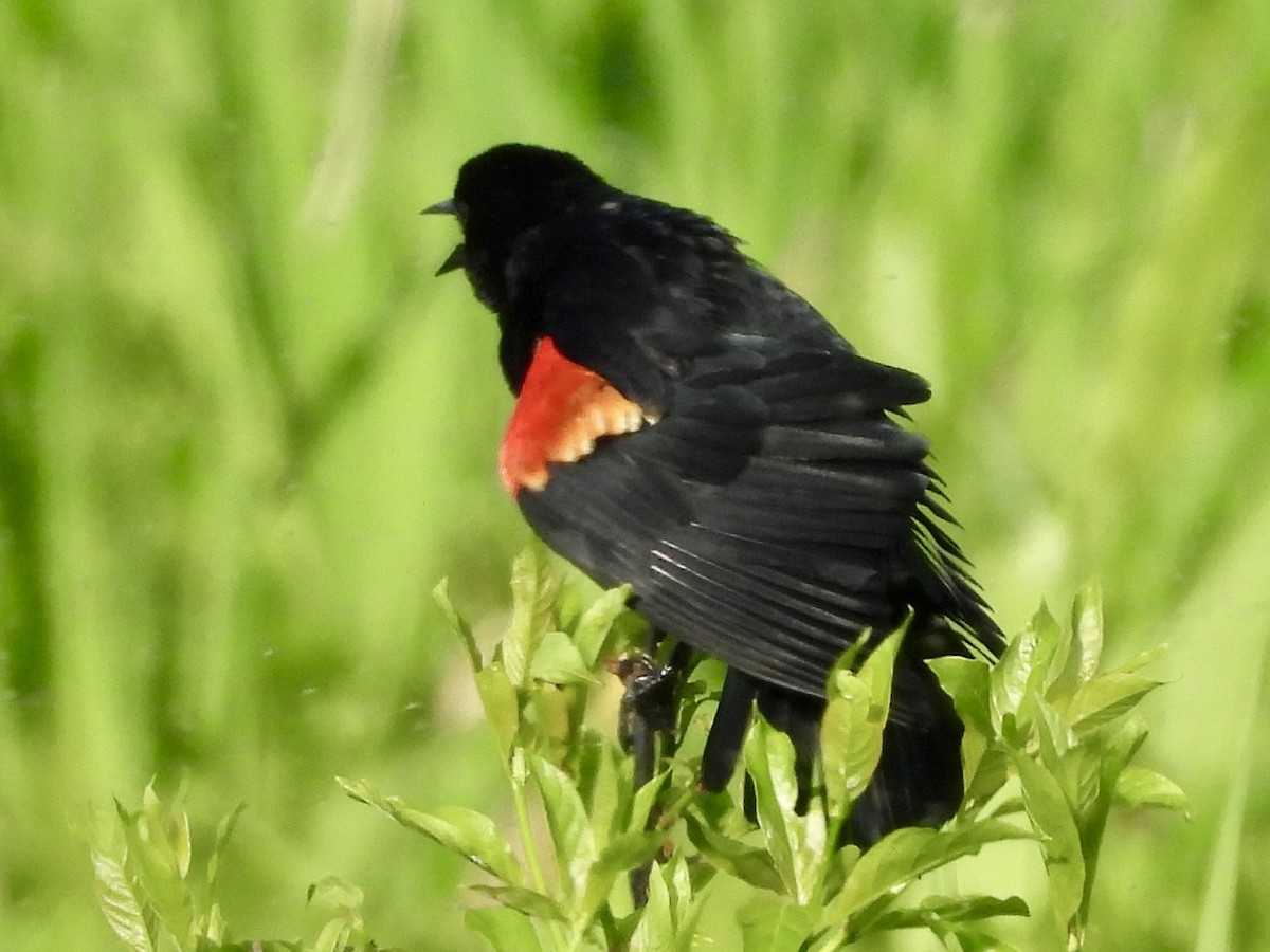 Red-winged Blackbird - ML619374713