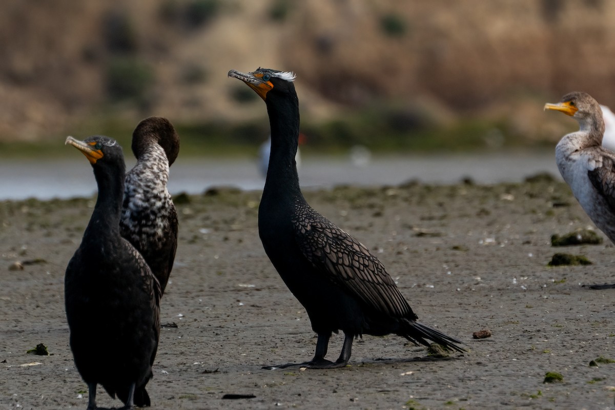 Double-crested Cormorant - Andrea C