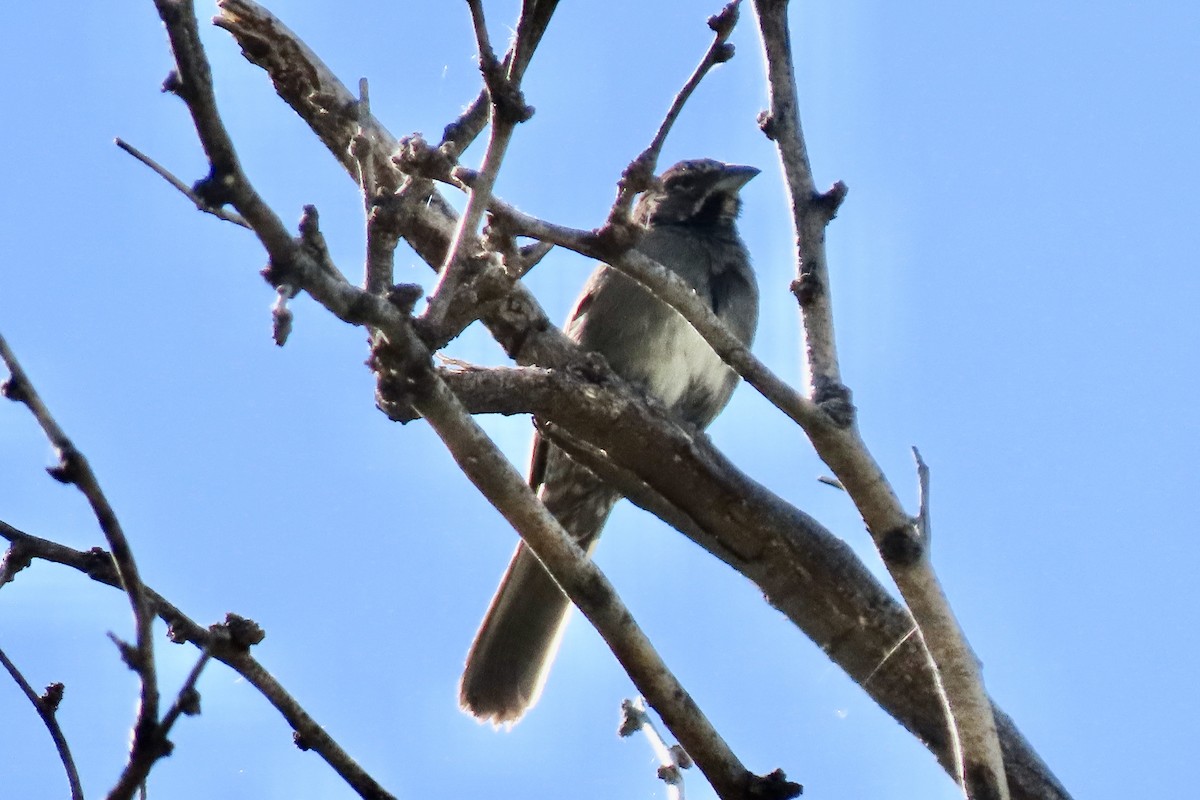 Five-striped Sparrow - Jonathan Montgomery