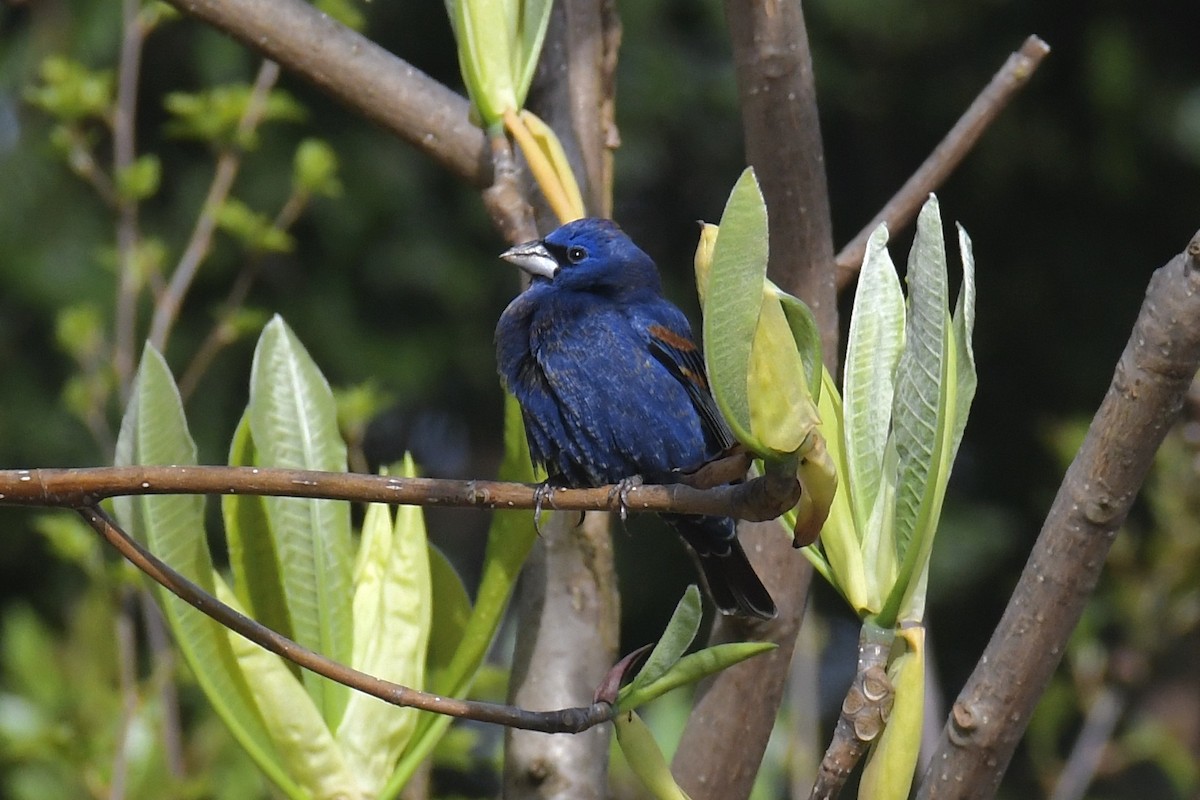 Blue Grosbeak - Maddy P