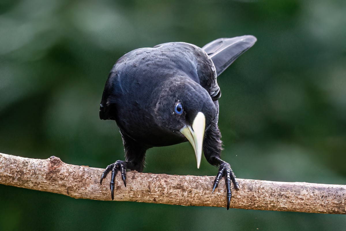 Red-rumped Cacique - Kurt Gaskill