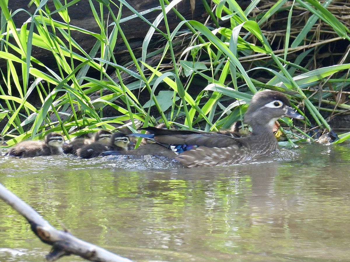 Wood Duck - Isaac Petrowitz