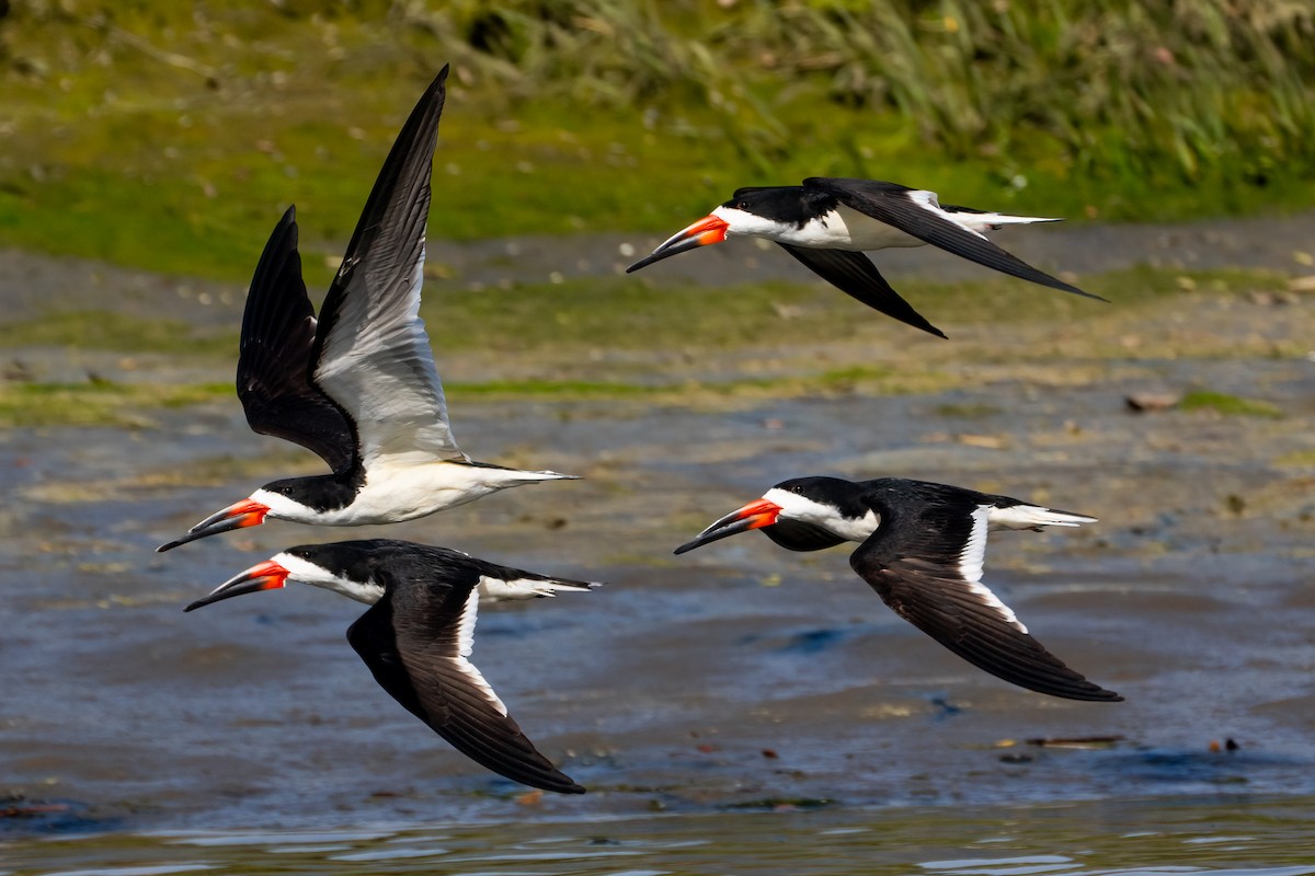 Black Skimmer - Andrea C