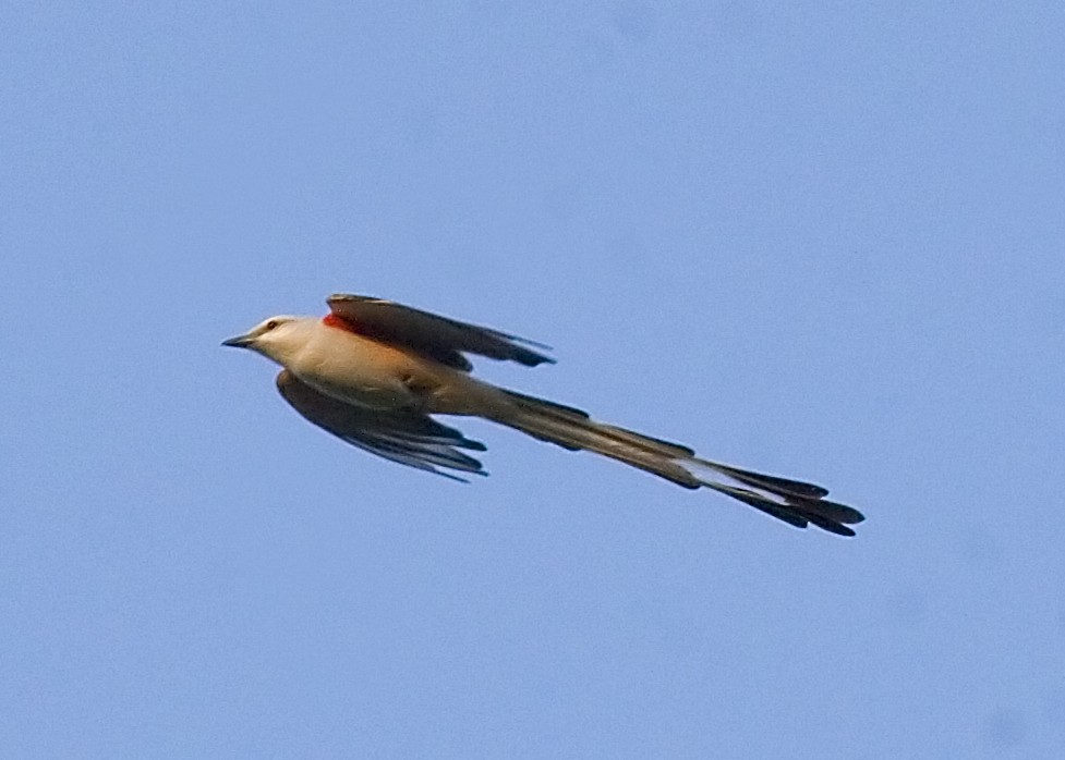 Scissor-tailed Flycatcher - Rachel Holzman