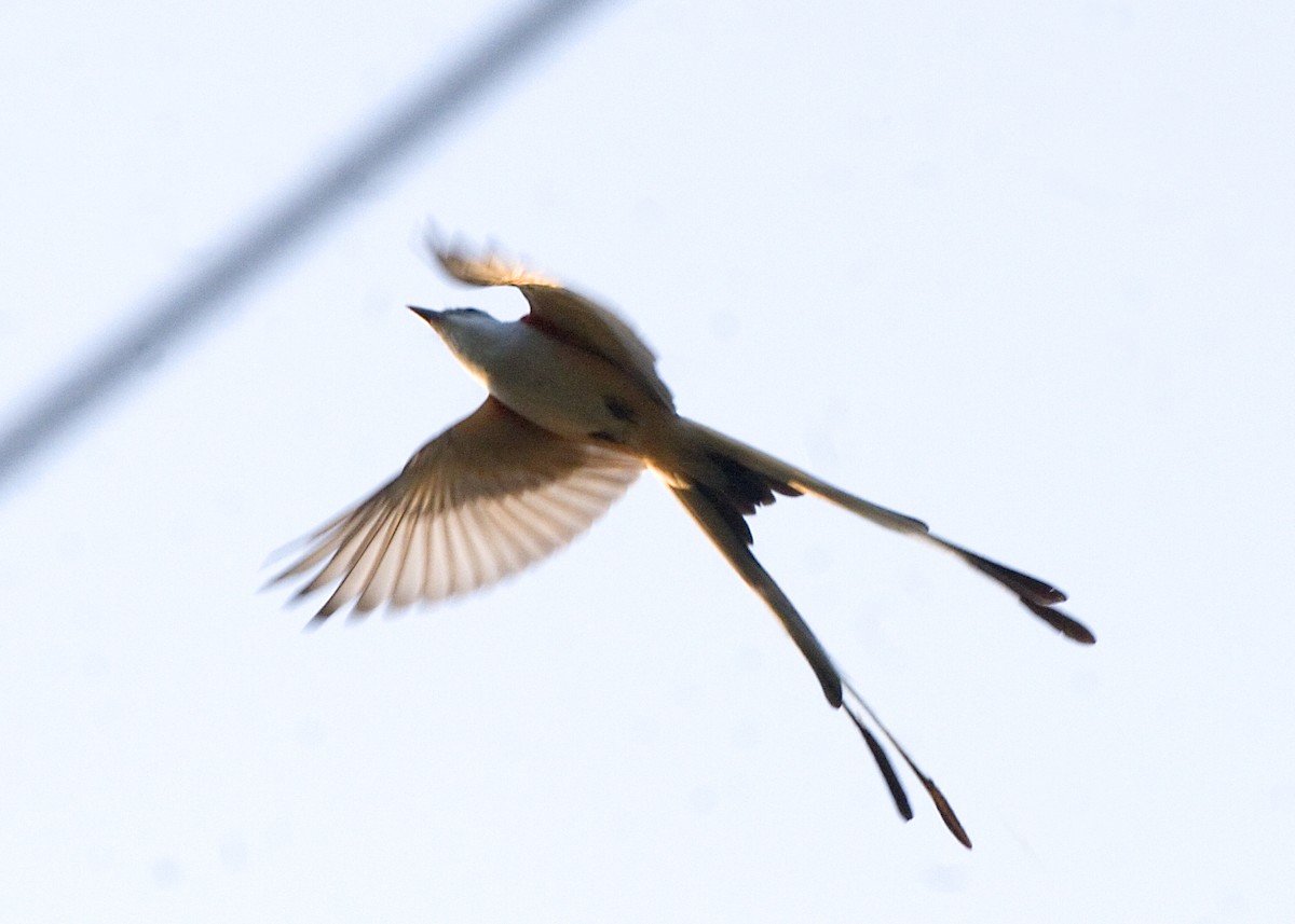 Scissor-tailed Flycatcher - Rachel Holzman