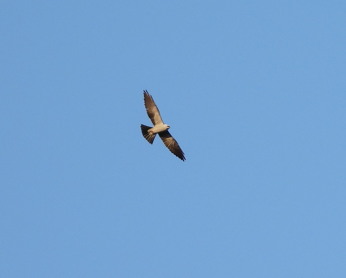 Mississippi Kite - Cheryl Huner