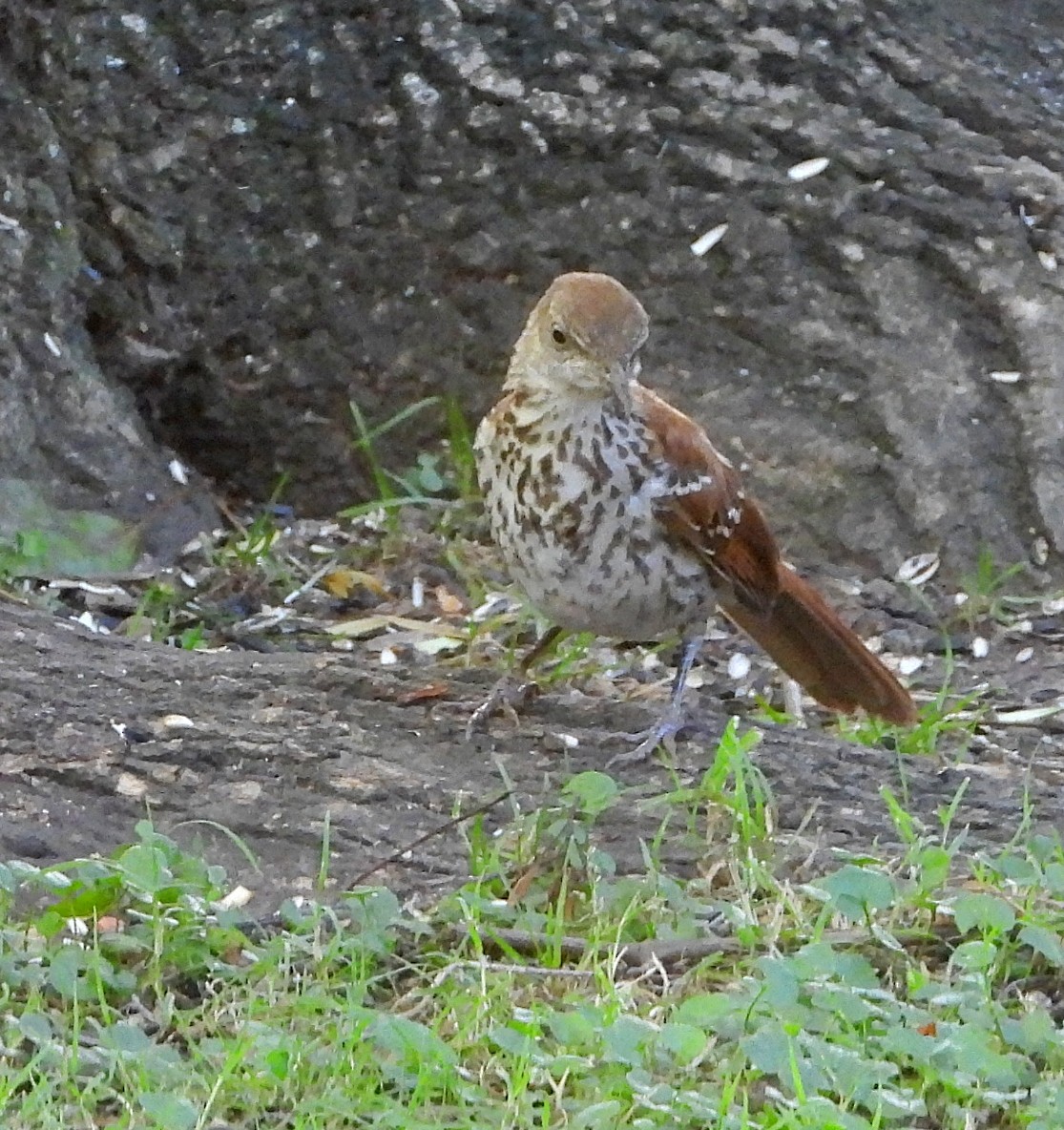 Brown Thrasher - Cheryl Huner