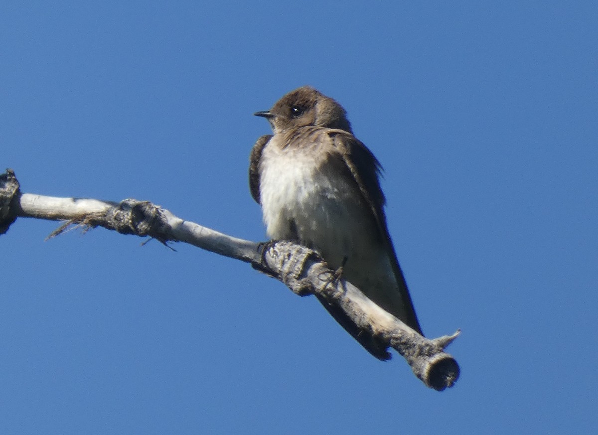 Northern Rough-winged Swallow - Gerald "Jerry" Baines
