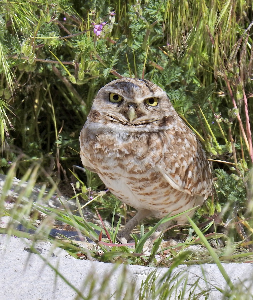Burrowing Owl (Western) - Barb eastman