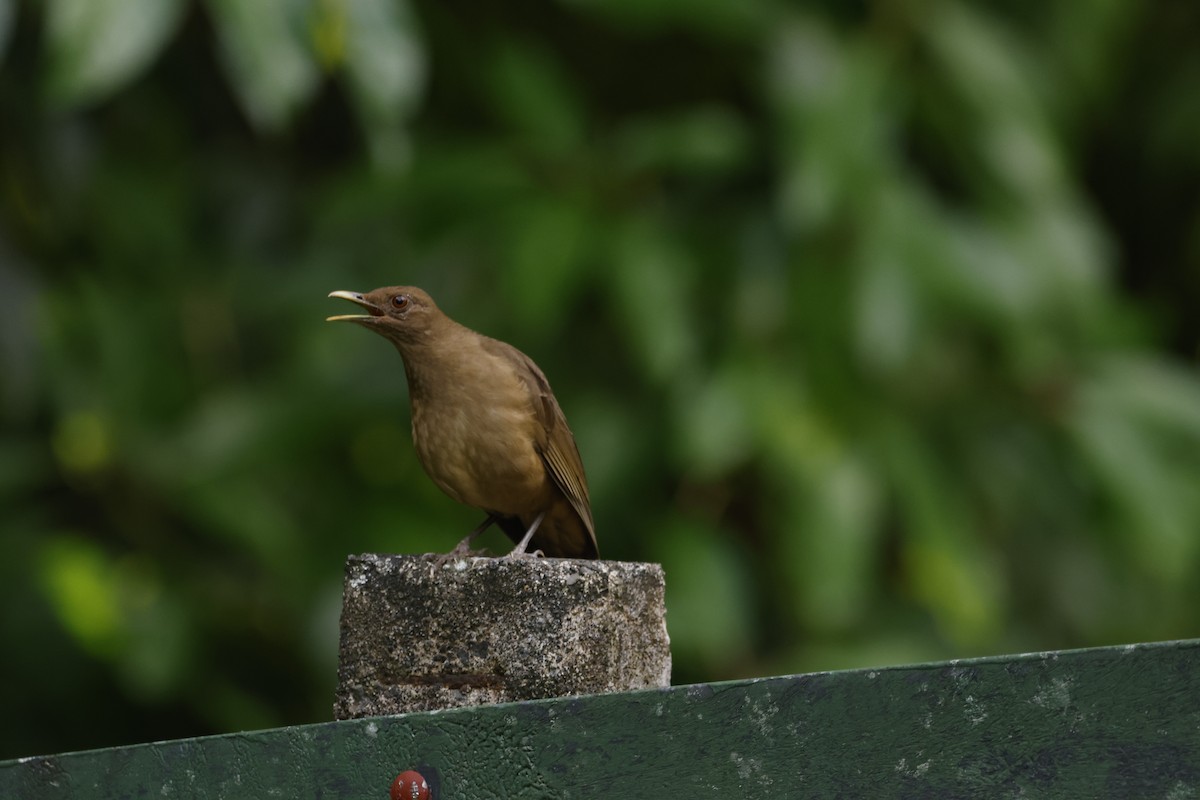 Clay-colored Thrush - Gareth Bowes