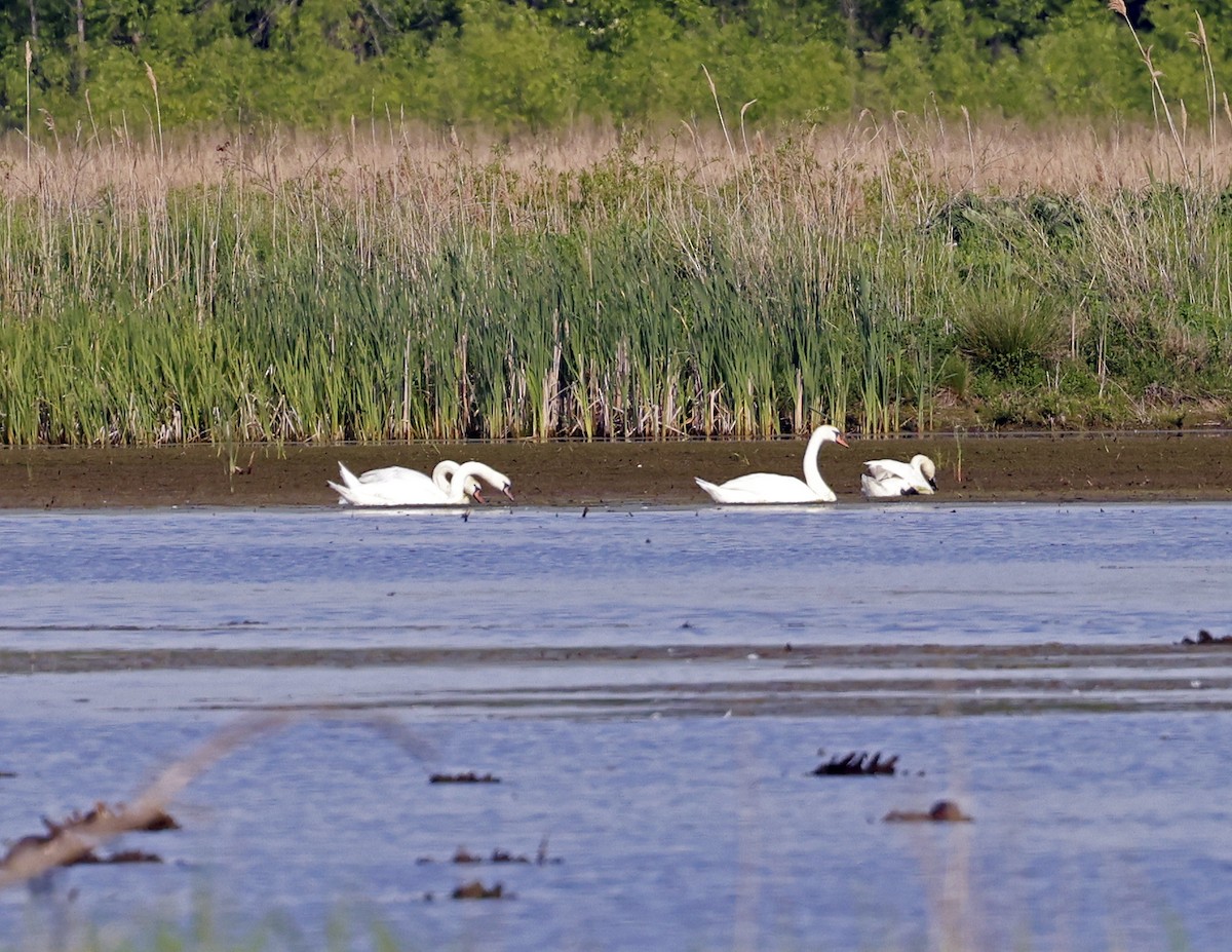 Mute Swan - David McQuade