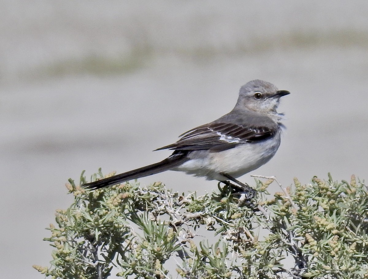 Northern Mockingbird - Barb eastman