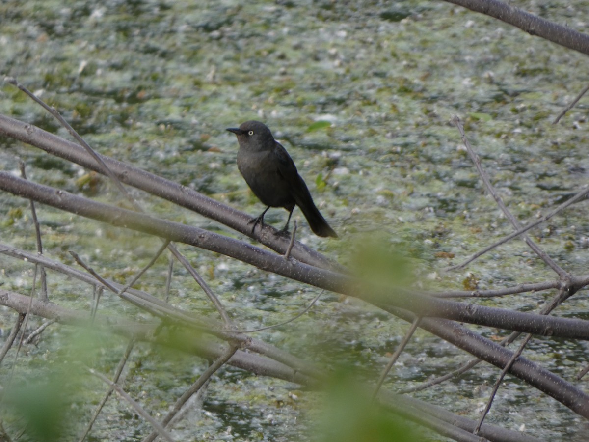 Rusty Blackbird - Justin Reed