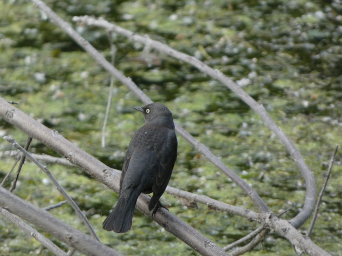 Rusty Blackbird - Justin Reed